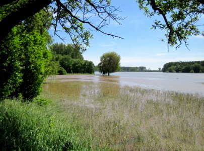20130602Rheinhochwasser_Altlussheim01