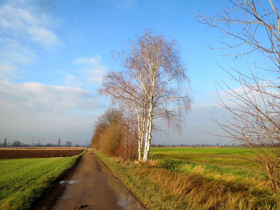 20131201Alter_Kraichbach1