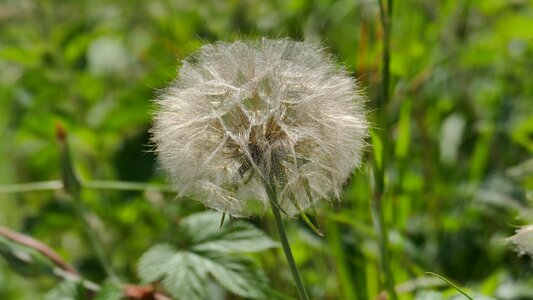 Seeds plant pointed flower