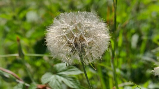 Seeds plant pointed flower photo