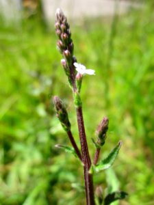 20130616Eisenkraut_Horststuecker1