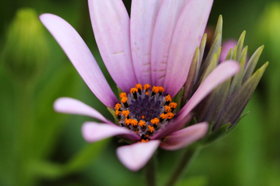 Plant nature flowers