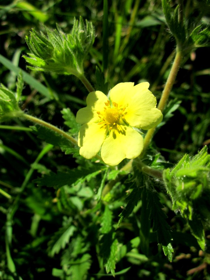 20130616Fingerkraut_Horststuecker4