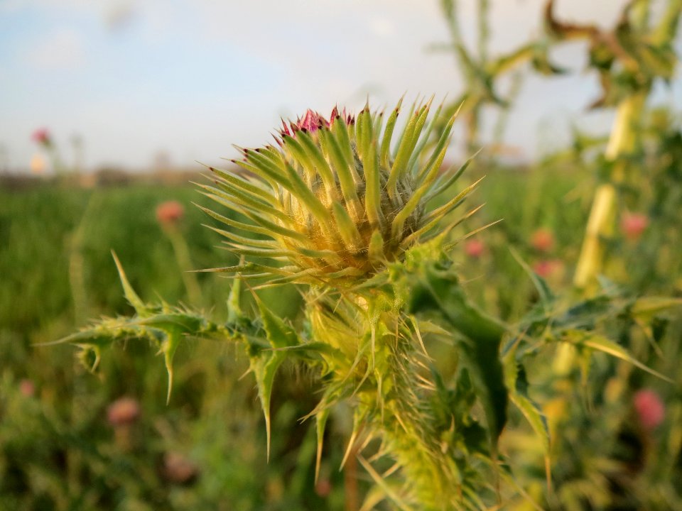 20131127Wegdistel_Reilingen3