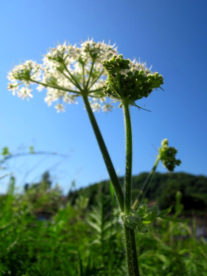 20130607Baerenklau_Saarbruecken2
