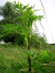 20130614Kaelberkropf_Alter_Kraichbach2