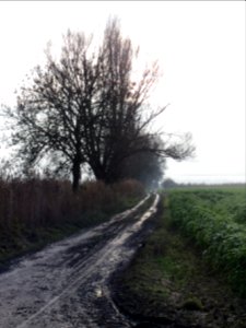 20131201Feldweg_Hockenheim1