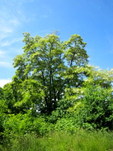 20130602Robinie_Hockenheim1