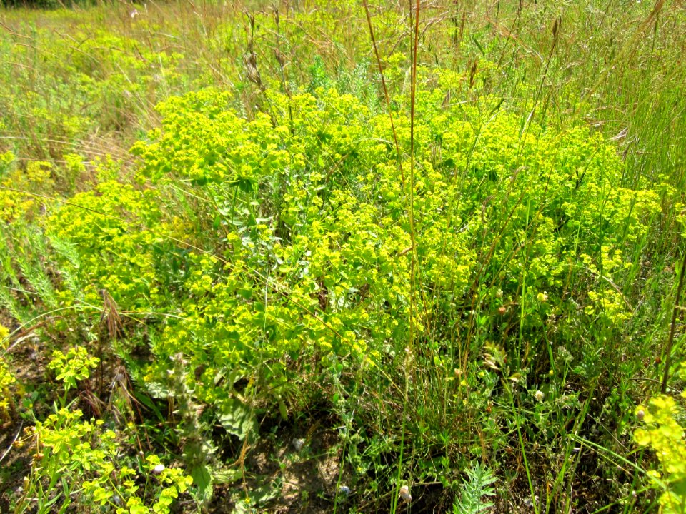 20130619Euphorbia_seguieriana_Schwetzinger_Hardt1