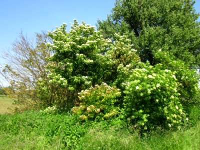 20130604Hartriegel_Hockenheim1