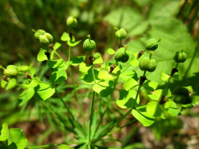 20130619Euphorbia_seguieriana_Schwetzinger_Hardt6