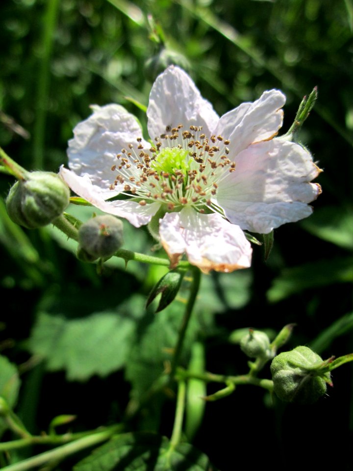 20130604Brombeere_Hockenheim2