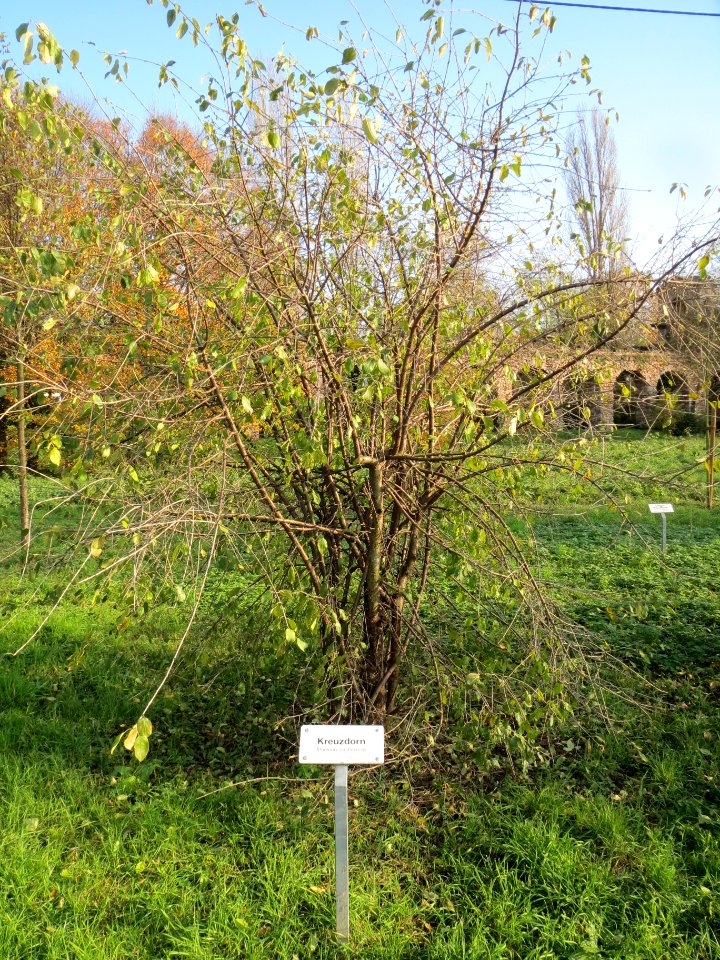 20131118Kreuzdorn_Schwetzingen
