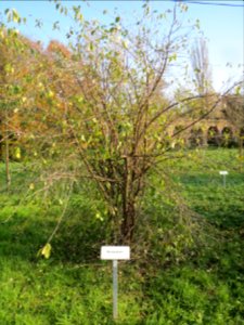 20131118Kreuzdorn_Schwetzingen