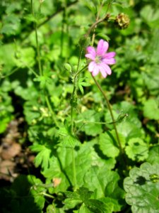 20130617Storchschnabel_Schwetzinger_Hardt6