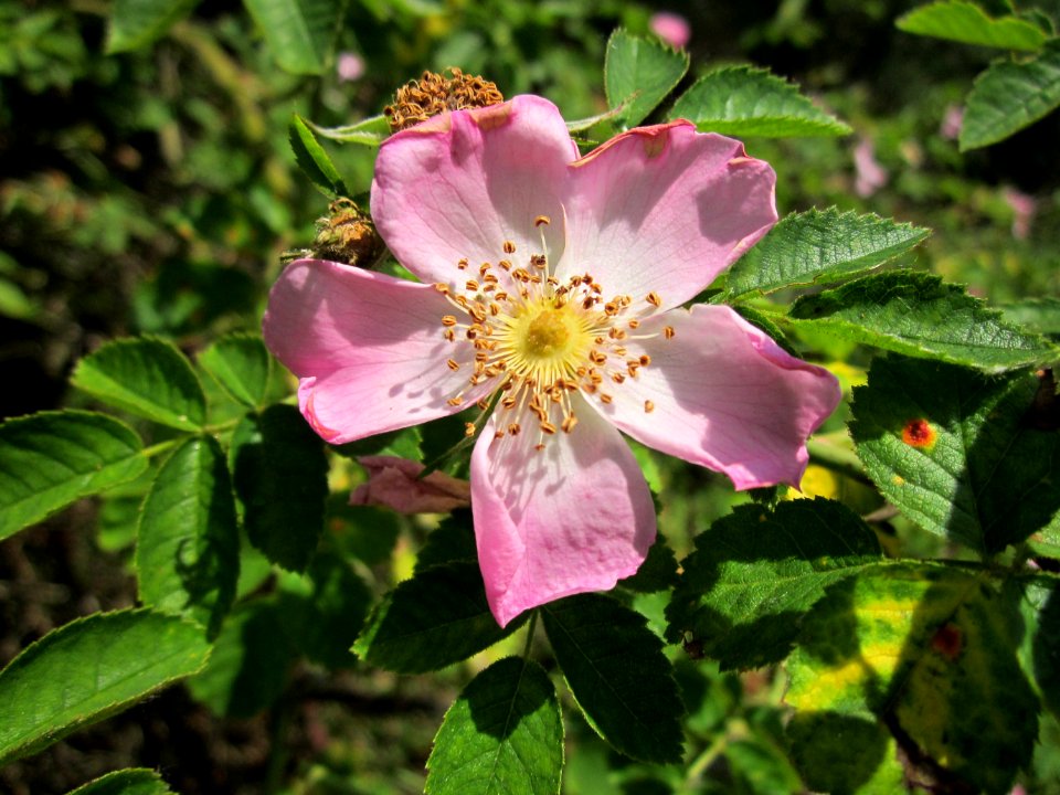 20130619Rosa_dumalis1