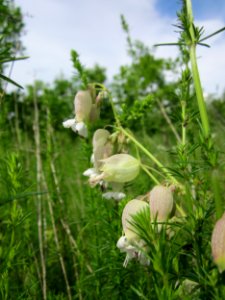 20130615Taubenkropf_Hockenheim