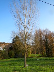 20131118Populus_nigra1