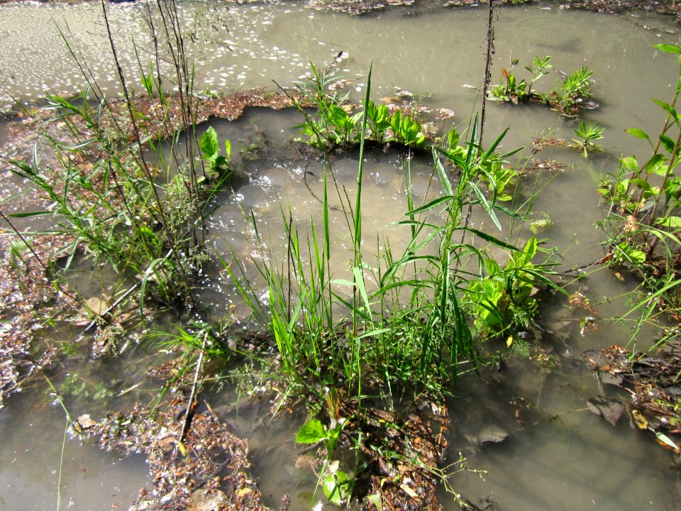 20130604Rheinflut_Herrenteich03