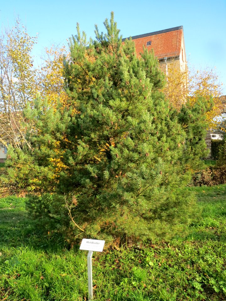 20131118Waldkiefer_Schwetzingen1