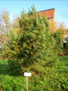 20131118Waldkiefer_Schwetzingen1