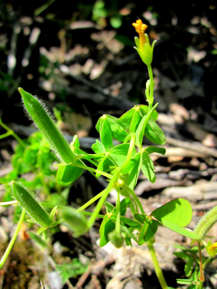 20130618Oxalis_stricta4