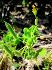 20130618Oxalis_stricta4