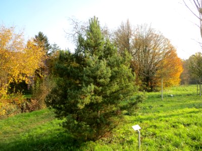 20131118Waldkiefer_Schwetzingen2