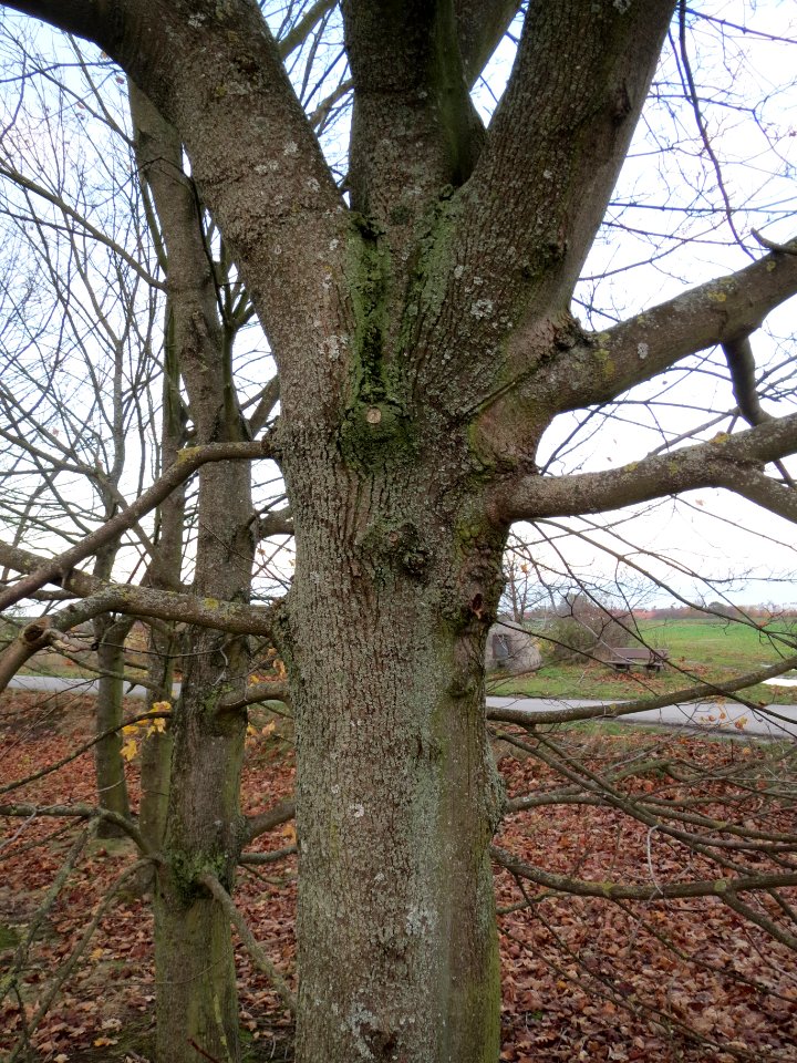 20131123Ahorn_Reilingen