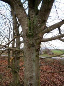 20131123Ahorn_Reilingen