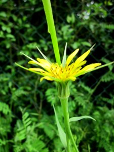 20130603Tragopogon_pratensis2