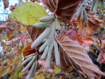 20131123Haselnuss_Reilingen