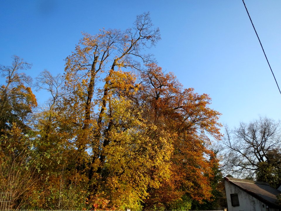 20131118Quercus_robur2