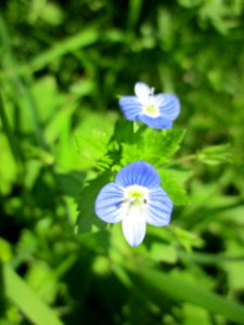 20130604Veronica_persica3