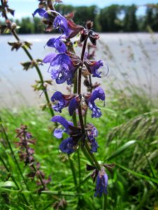 20130602Wiesensalbei_Altlussheim2