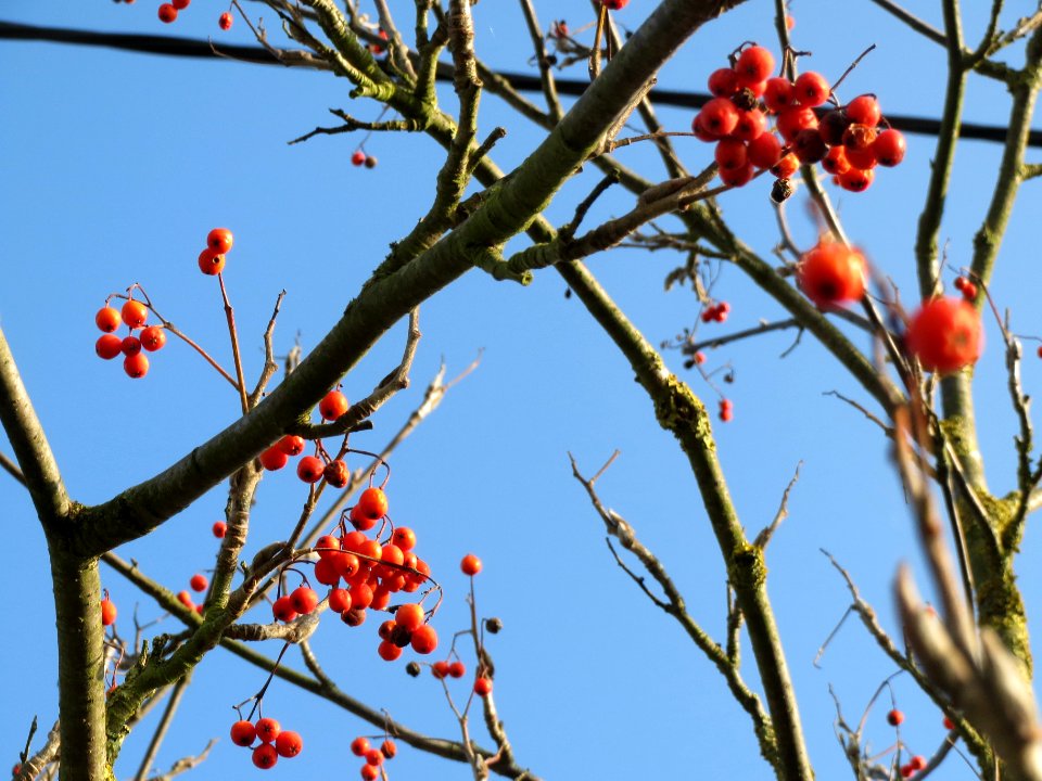 20131118Sorbus_aucuparia