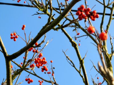 20131118Sorbus_aucuparia