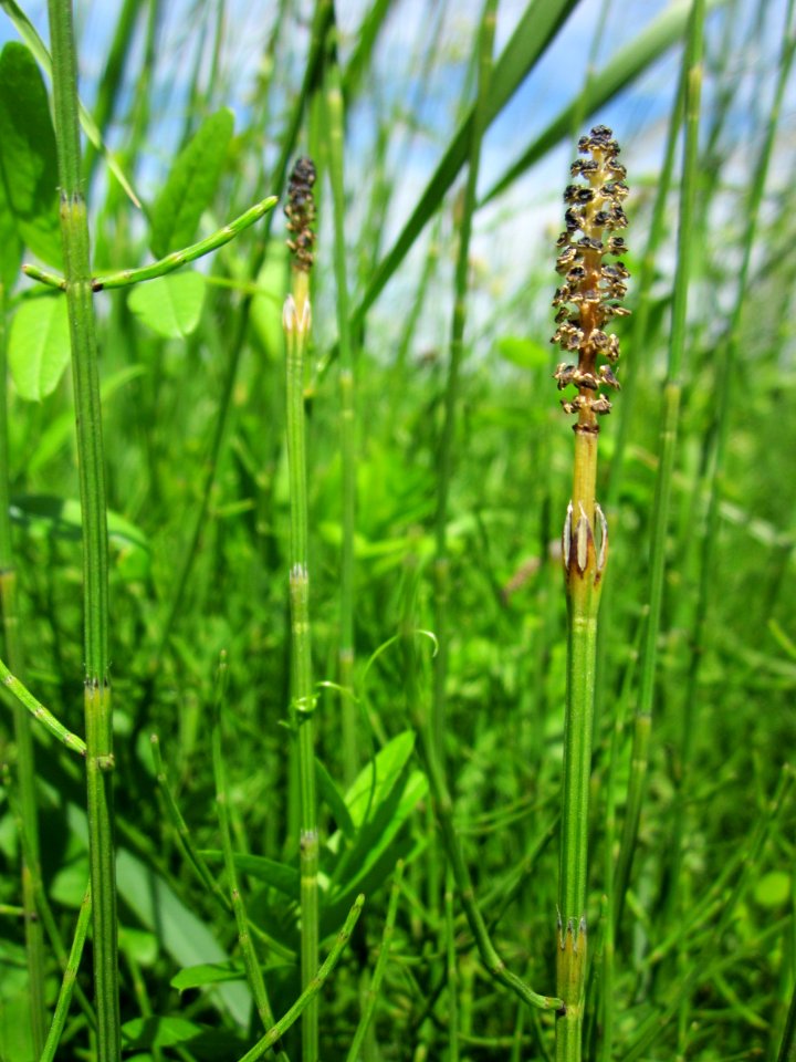 20130602Schachtelhalm_Hockenheim2