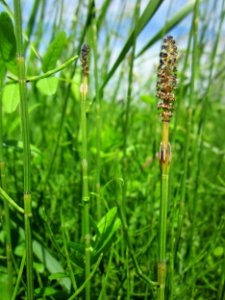 20130602Schachtelhalm_Hockenheim2