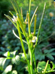 20131109Cardamine_hirsuta8