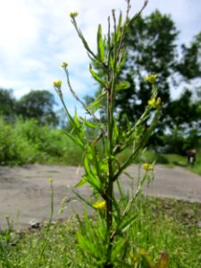 20130602Wegrauke_Alte_Landstrasse1