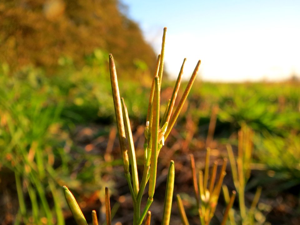 20131109Cardamine_hirsuta6