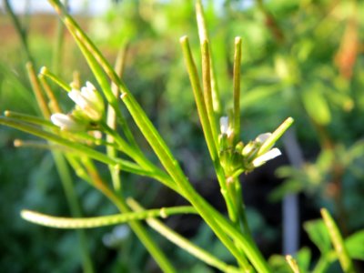 20131109Cardamine_hirsuta7