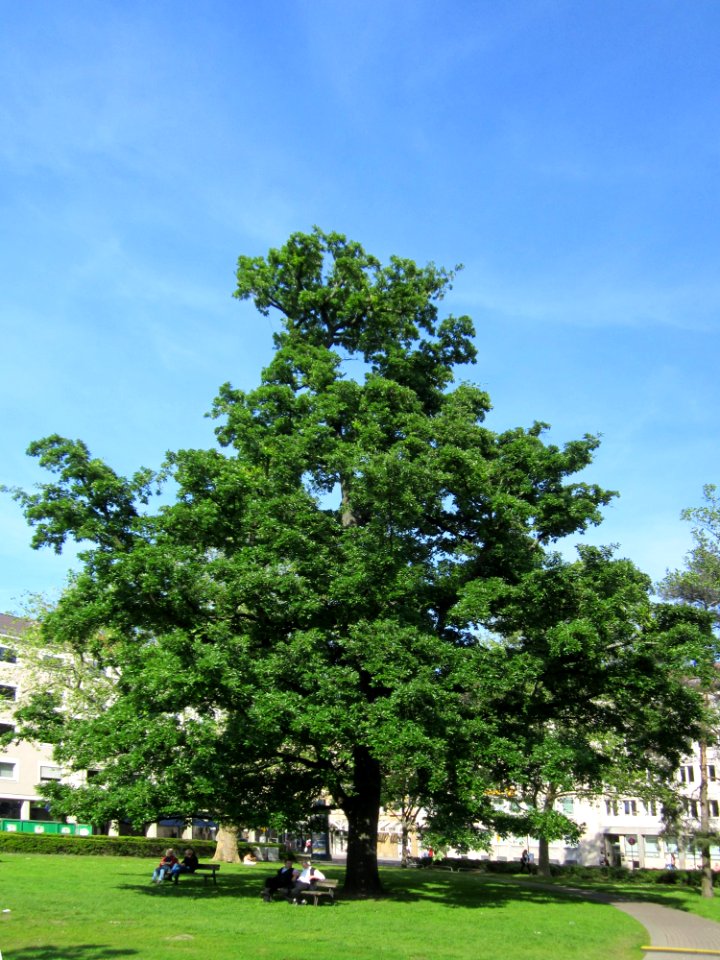 20130605Eiche_Karlsruhe1