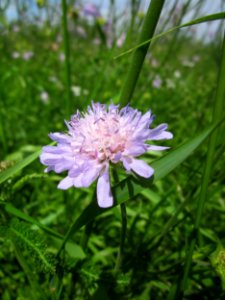 20130602Knautia_arvensis2