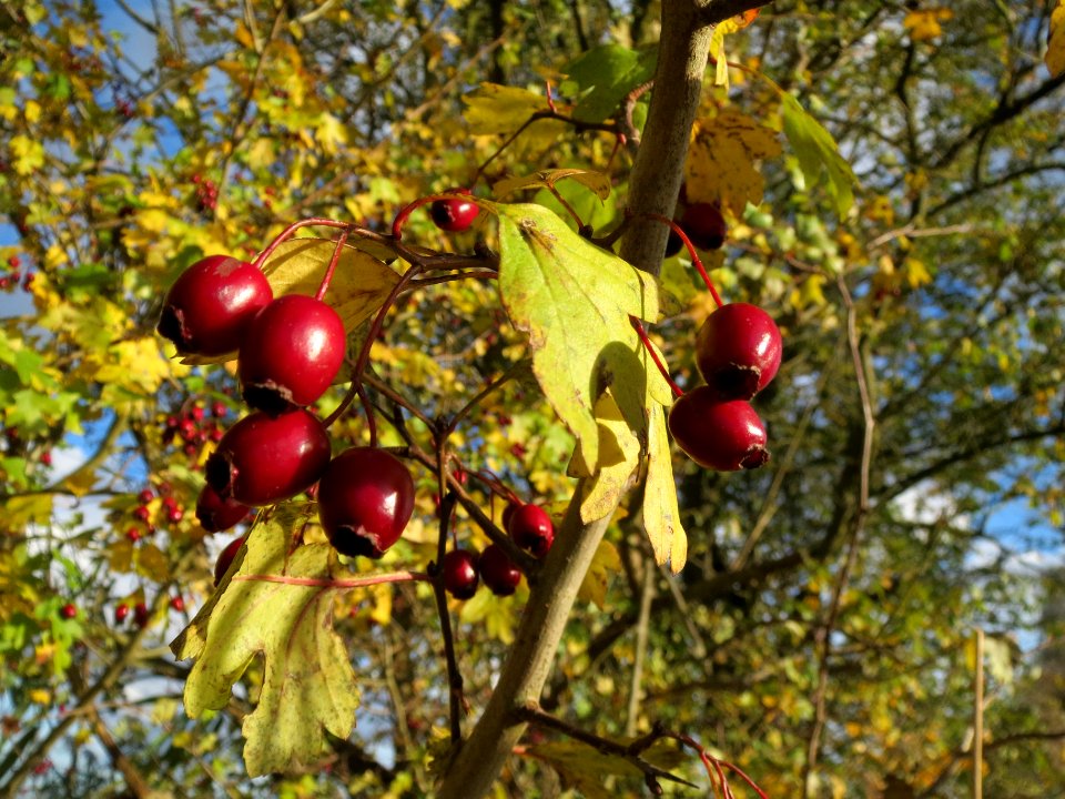 20131109Crataegus_monogyna