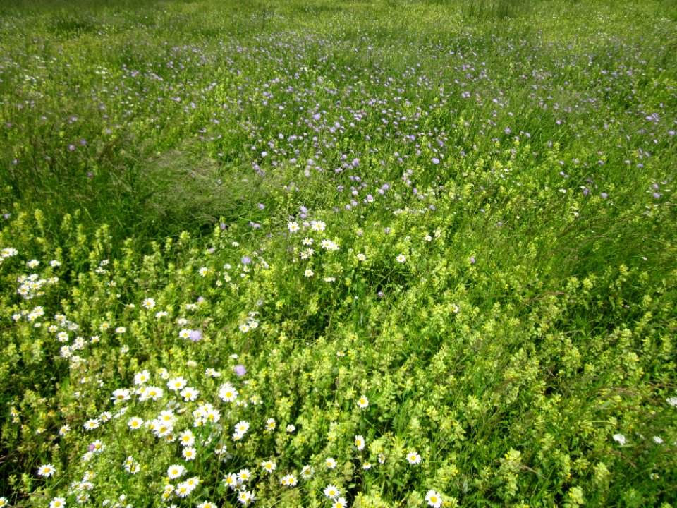 20130602Knautia_arvensis5