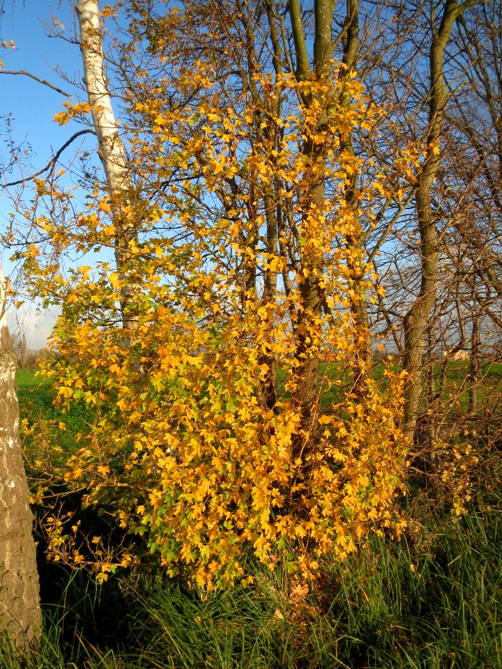 20131111Acer_campestre