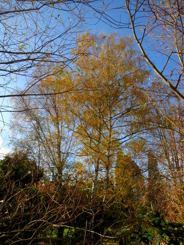 20131111Birke_Hockenheim