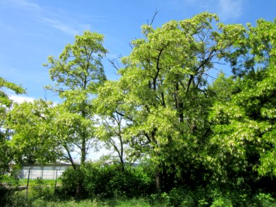 20130602Robinie_Hockenheim2